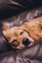 Dog Sleeping On Couch With Tongue Out