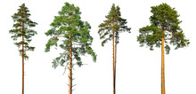 Set Of Tall Pine Trees Isolated On A White Background.