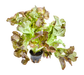 fresh leaves of Oak leaf lettuce in pot isolated