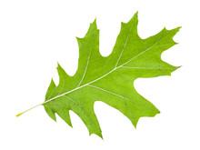 Back Side Of Green Leaf Of Red Oak Tree Isolated