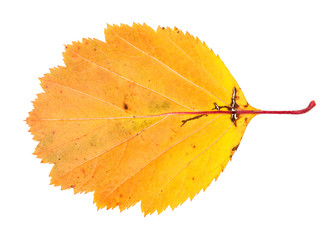 Canvas Print - yellow fallen leaf of hawthorn isolated on white