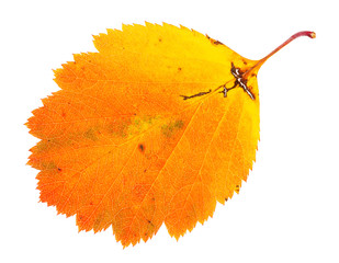 Canvas Print - orange fallen leaf of hawthorn tree isolated