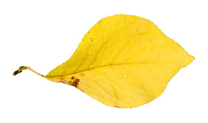 Canvas Print - autumn yellow leaf of plum tree isolated