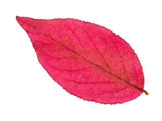 Wall Mural - back side of autumn pink leaf of euonymus plant
