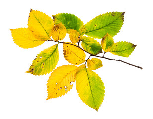 Canvas Print - branch with yellowing leaves of elm tree in autumn