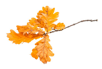 Wall Mural - twig with orange oak leaves in autumn isolated