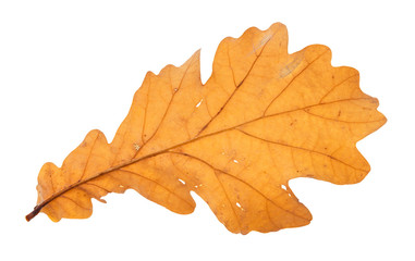 Wall Mural - back side of fallen brown oak leaf isolated