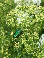 beetle on flower