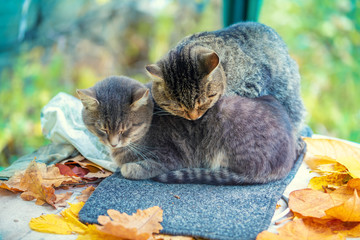 Wall Mural - Two cats sleeping in the autumn garden