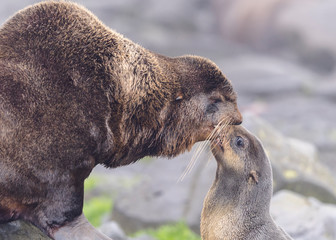 Wall Mural - fur seals on pribilof / saint paul island alaska