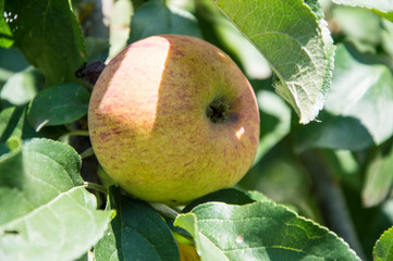 apple on a tree