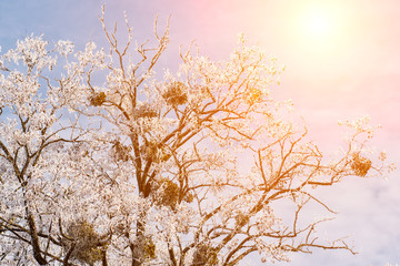 Wall Mural - Sunset on the background of winter nature snow tree