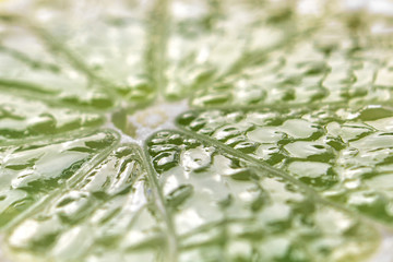 macro shot of lime. lime texture