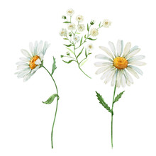 Wildflowers Daisies On A White Background.