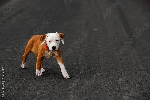 Fotomural Cute puppy crossbreed dog on dark background.