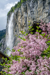 Wall Mural - Lilac flowers on the first plan with the Staubbach waterfall on the background, Lauterbrunnen Switzerland