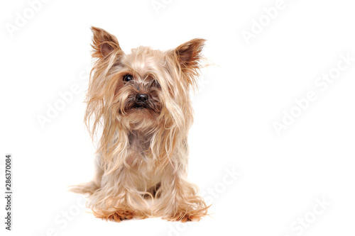 Fotomural Hairy yorkshire terrier puppy before grooming procedures