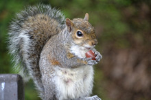 Squirrel Eating Grape