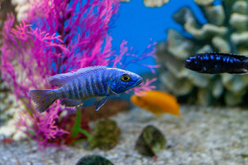 Exotic tropical fish purple Yellowfin surgeonfish