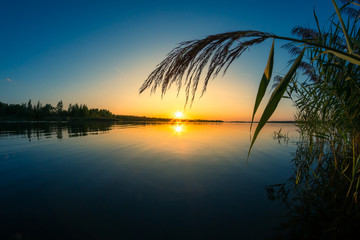 Sticker - Silhouette of reed in front of a beautiful sunset behind a lake