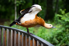 Orange Duck Shelduck Stands On The Railing And Spreads His Wings In A Green Park