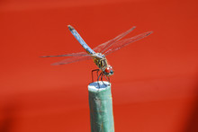 Close Up Photo Of Blue Dragonfly Resting On A Stick In The Garden With Red Background