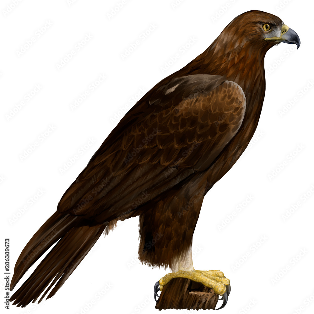 イヌワシのイラスト Stock Illustration | Adobe Stock