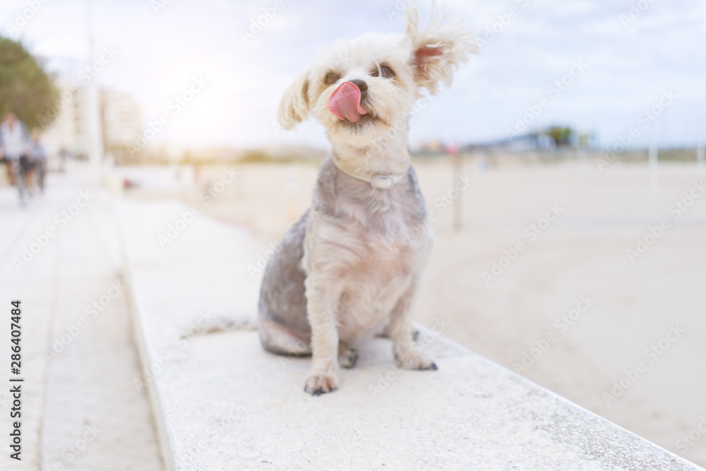 Beautiful dog sitting happy by the beach, enjoying sunny day outdoors