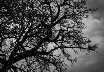 Wall Mural - Silhouette dead tree and branch on grey sky background. Black branches of tree. Nature texture background. Art background for sad, dead, lonely, hopeless, and despair. Halloween day background.
