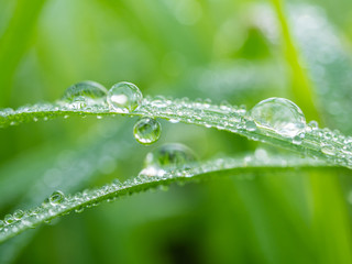 Water drops on green grass