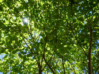 Beautiful lush green leaves background with natural sun light