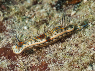 Wall Mural - Nudibranch Hypselodoris acriba los roques venezuela 