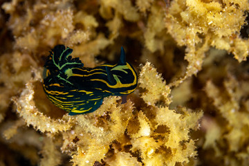 Tyrannodoris luteolineata, Roboastra luteolineata is a species of sea slug, a polycerid nudibranch, a marine gastropod mollusc in the family Polyceridae