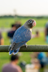 Beautiful blue love birds sitting on the perch.Beautiful bird in the park.