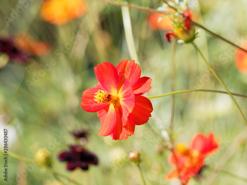 Abeille Charpentière Au Cœur Dune Fleur De Cosmos