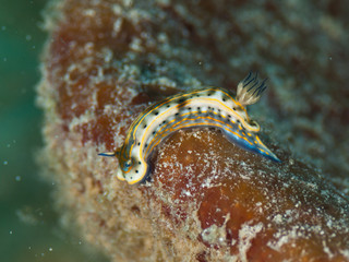 Wall Mural - Nudibranch Hypselodoris acriba los roques venezuela 