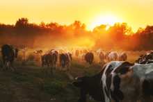 Epic Scene Of Cattle Farm - Livestock Of Cows Going Home From Meadows Pasture In Evening. Amazing Sunset Scenery. Countryside Background. Dairy Natural Bio Production.