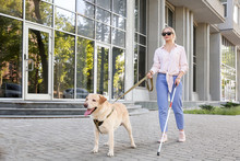 Young Blind Woman With Guide Dog Outdoors