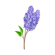 Branch Of Blue Lilac. Vector Illustration On A White Background.