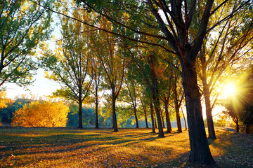 beautiful glade and trees in the autumn forest, bright sunset and landscape in fall season