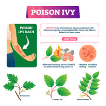 Poison Ivy Vector Illustration. Educational Dangerous Urushoil Plant Scheme