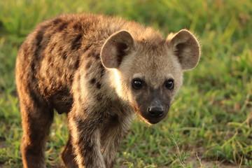 Spotted hyena face closeup, Masai Mara National Park, Kenya.