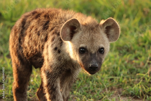 Cuadros en Lienzo Spotted hyena face closeup, Masai Mara National Park, Kenya.