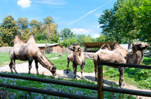 Beautiful Funny Two-humped Camels Are Standing In The Courtyard Of The Zoo. Side View Of A Family Of Camels.