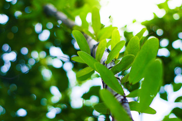 A vine in a large forest that climbs on a tree,  Bottom view