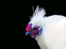 Silkie. Portrait Of Chick, Chicken Silk Chinese Isolated On Black Background, Silky
