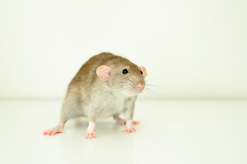 Wall Mural - cute rat on white background