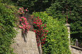 Fototapeta Na drzwi - Beautiful view of the stone fence in flowers
