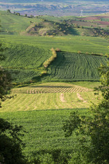 Poster - Rural landscape with wheat field.