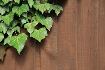 Wall Mural - green ivy leaves on brown wooden background.